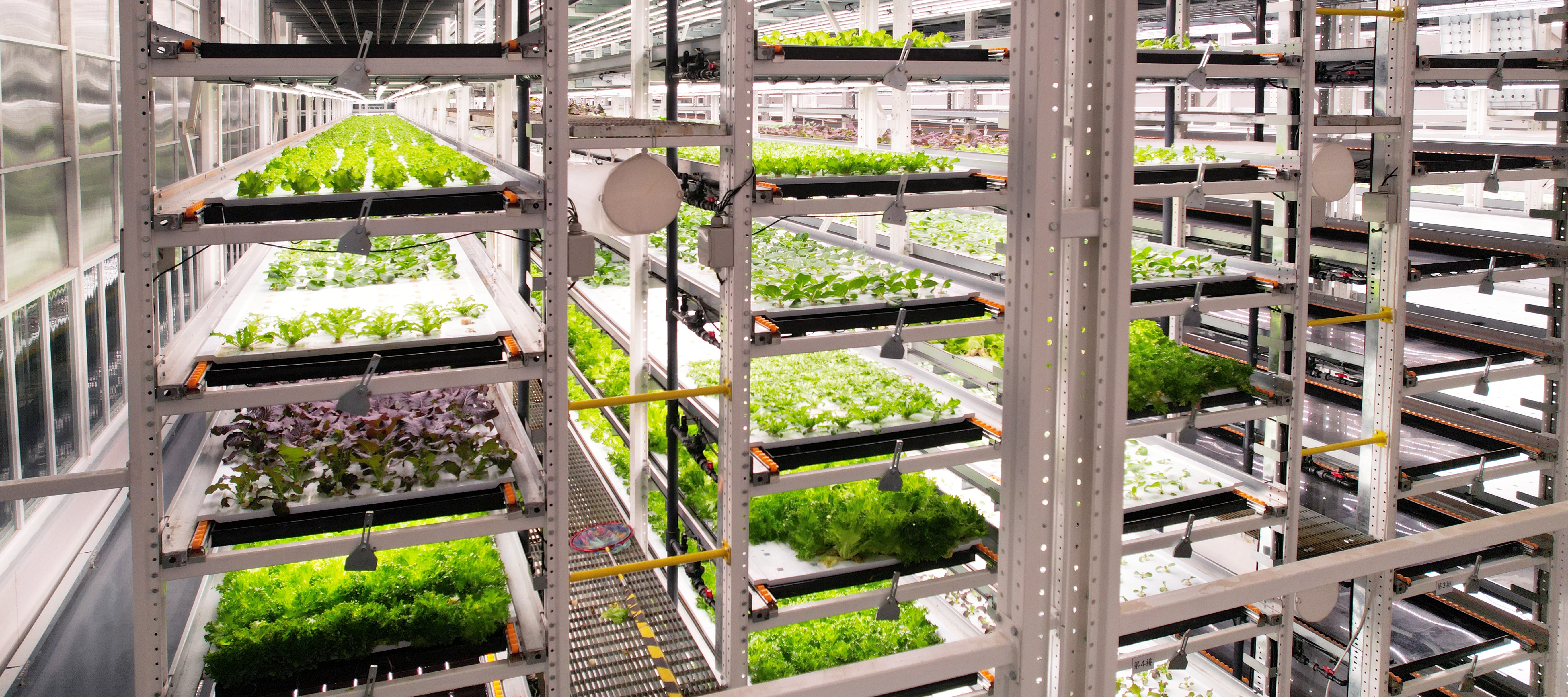 J9集团直营植物工厂蔬菜20231206 (2)_看图王.JPG